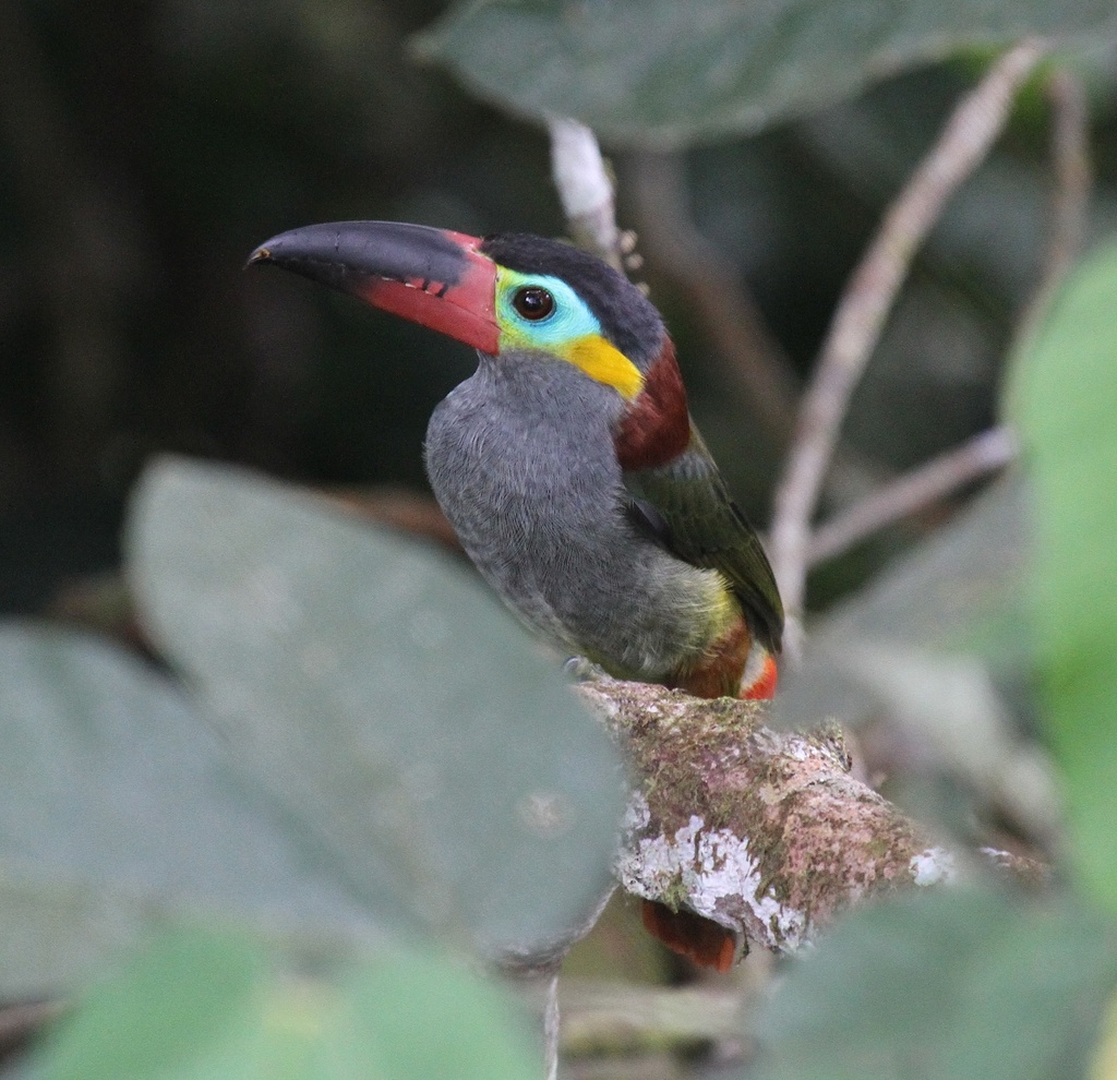 Guianan Toucanet