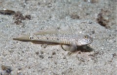 Eastern Longfin Goby photo 2