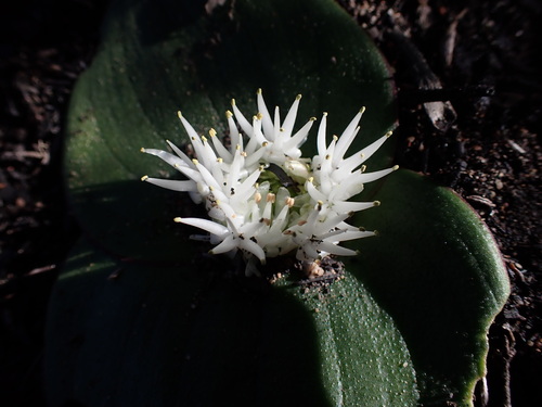 Massonia setulosa