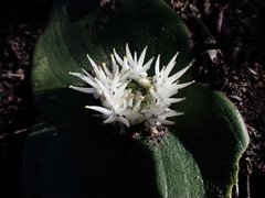 Massonia setulosa