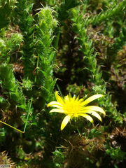 Cullumia reticulata