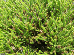 Cullumia reticulata