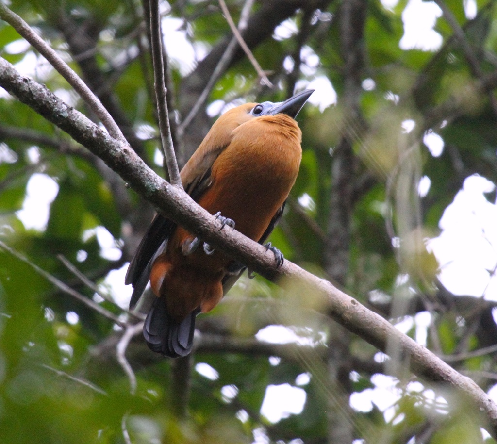 Capuchinbird