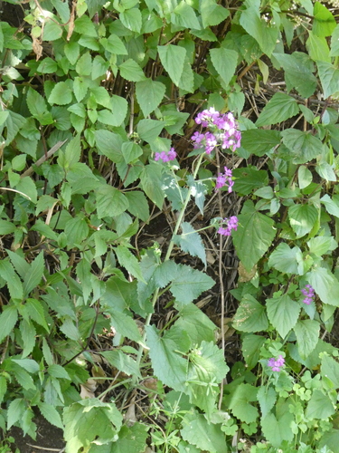 Lunaria annua image