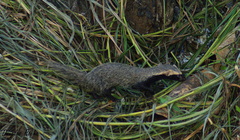 Galictis cuja