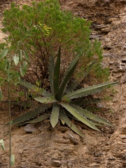 Agave xylonacantha