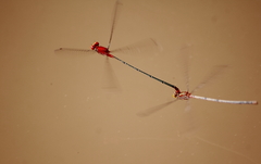 Pseudagrion pilidorsum declaratum