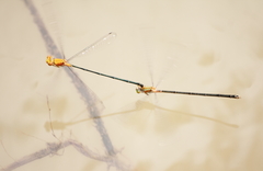 Pseudagrion pilidorsum declaratum