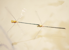 Pseudagrion pilidorsum declaratum