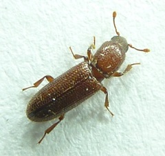 Oxylaemus californicus