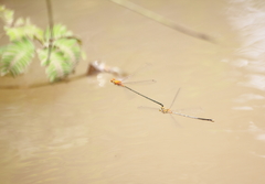 Pseudagrion pilidorsum declaratum