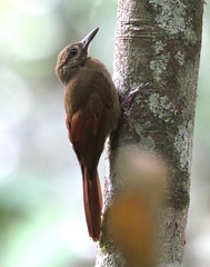 Dendrocincla fuliginosa