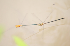 Pseudagrion pilidorsum declaratum
