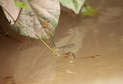 Pseudagrion pilidorsum declaratum