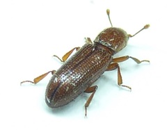 Oxylaemus californicus