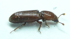 Oxylaemus californicus