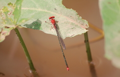 Pseudagrion pilidorsum declaratum