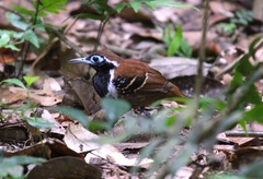 Myrmoderus ferrugineus