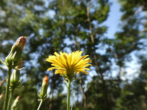 Crepis vesicaria image