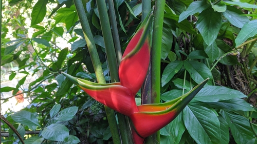 Heliconia bihai