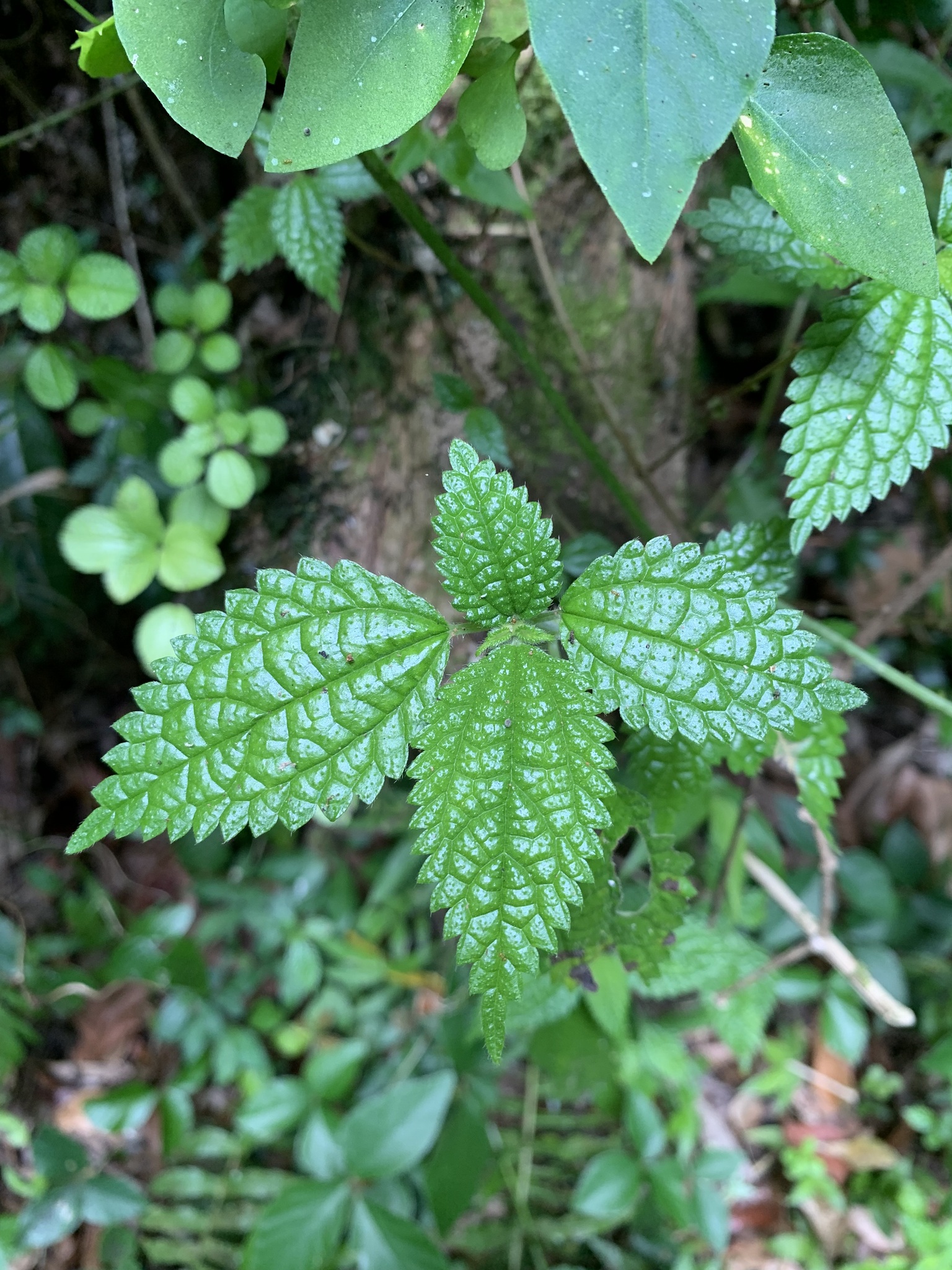 Boehmeria repens