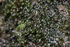 Fissidens fasciculatus