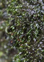 Fissidens fasciculatus