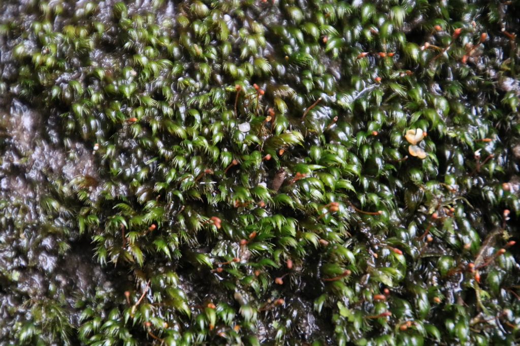 Fissidens fasciculatus