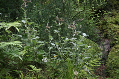 Senecio verbascifolius