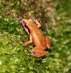 Arthroleptella lightfooti