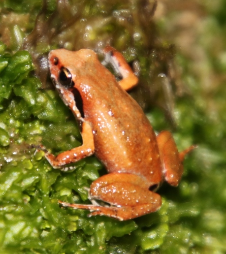 Brown Bandit Frog, Arthroleptella lightfooti