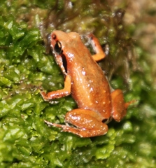 Arthroleptella lightfooti