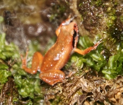 Arthroleptella lightfooti