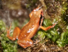 Arthroleptella lightfooti