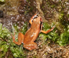 Arthroleptella lightfooti