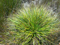 Tetraria triangularis
