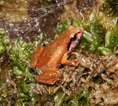 Arthroleptella lightfooti