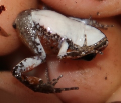 Arthroleptella lightfooti