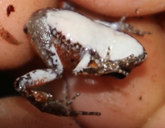 Arthroleptella lightfooti