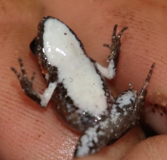 Arthroleptella lightfooti