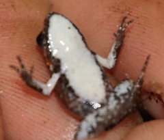 Arthroleptella lightfooti