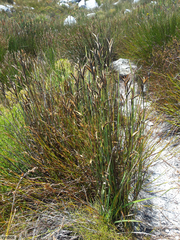 Elegia grandis