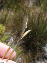 Elegia grandis