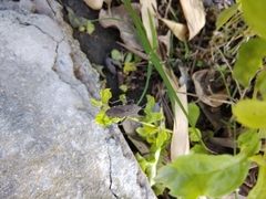 Physomerus