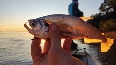 Payara photo 1