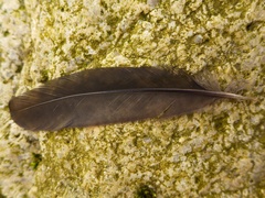 Turdus merula