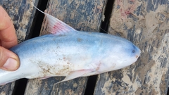 Blue Whale Catfish photo 3