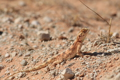 Agama aculeata