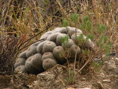 Dyscritothamnus filifolius