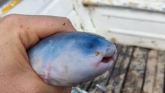 Blue Whale Catfish photo 4